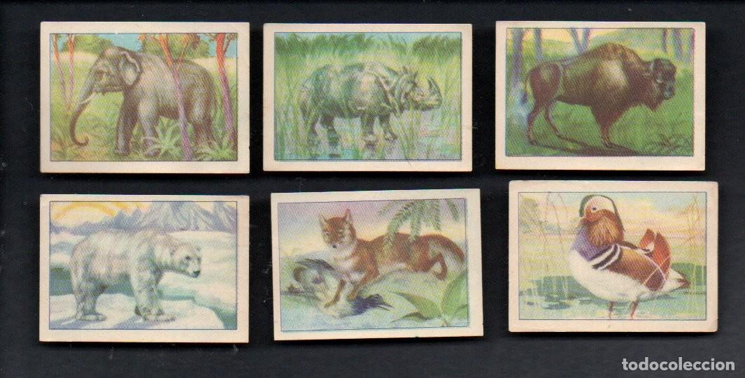Coleccionismo cromos antiguos: ZOOLOGIA GRAFICA, SERIE 22 COMPLETA, A&Ntilde;OS 40 - OBSEQUIO CAJA DE AHORROS DE TARRASA. EDICIONES BARSAL