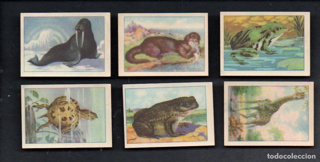 Coleccionismo cromos antiguos: ZOOLOGIA GRAFICA, SERIE 24 COMPLETA, A&Ntilde;OS 40 - OBSEQUIO CAJA DE AHORROS DE TARRASA. EDICIONES BARSAL