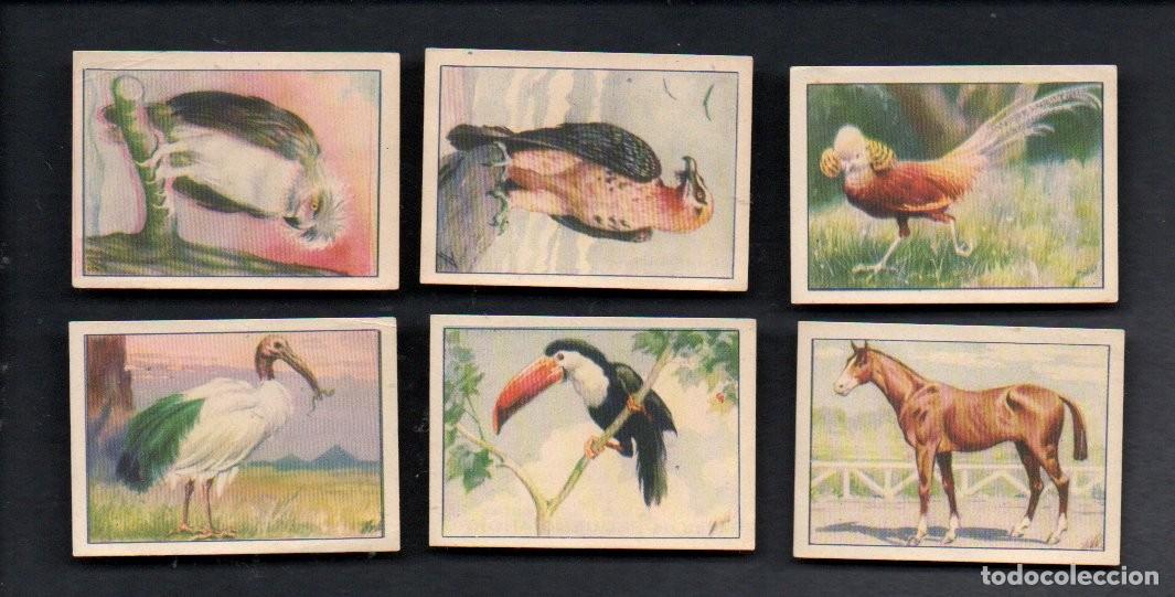 Coleccionismo cromos antiguos: ZOOLOGIA GRAFICA, SERIE 32 COMPLETA, A&Ntilde;OS 40 - OBSEQUIO CAJA DE AHORROS DE TARRASA. EDICIONES BARSAL