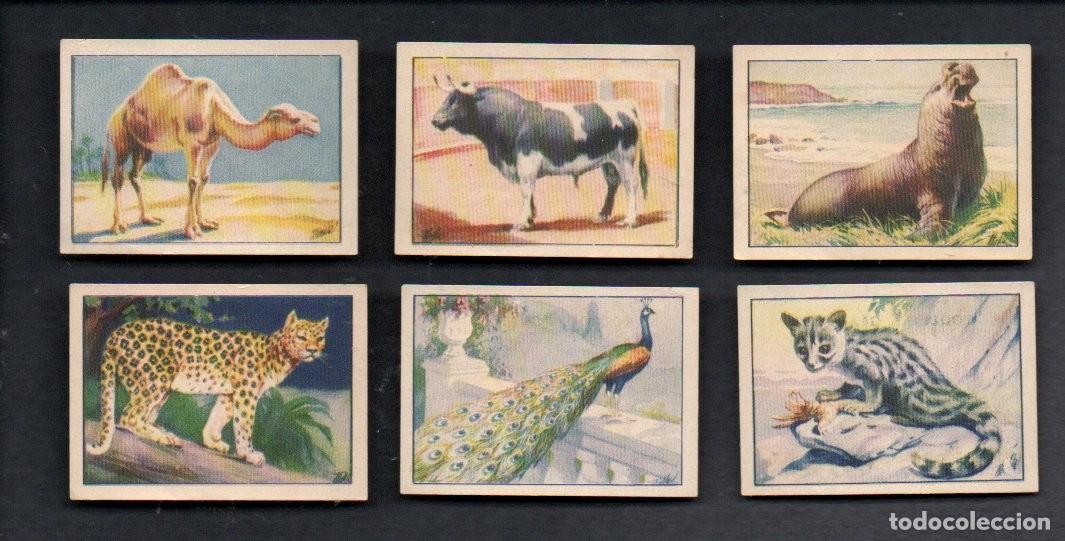 Coleccionismo cromos antiguos: ZOOLOGIA GRAFICA, SERIE 34 COMPLETA, A&Ntilde;OS 40 - OBSEQUIO CAJA DE AHORROS DE TARRASA. EDICIONES BARSAL