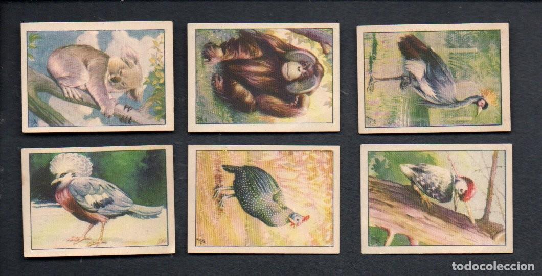 Coleccionismo cromos antiguos: ZOOLOGIA GRAFICA, SERIE 33 COMPLETA, A&Ntilde;OS 40 - OBSEQUIO CAJA DE AHORROS DE TARRASA. EDICION BARSAL