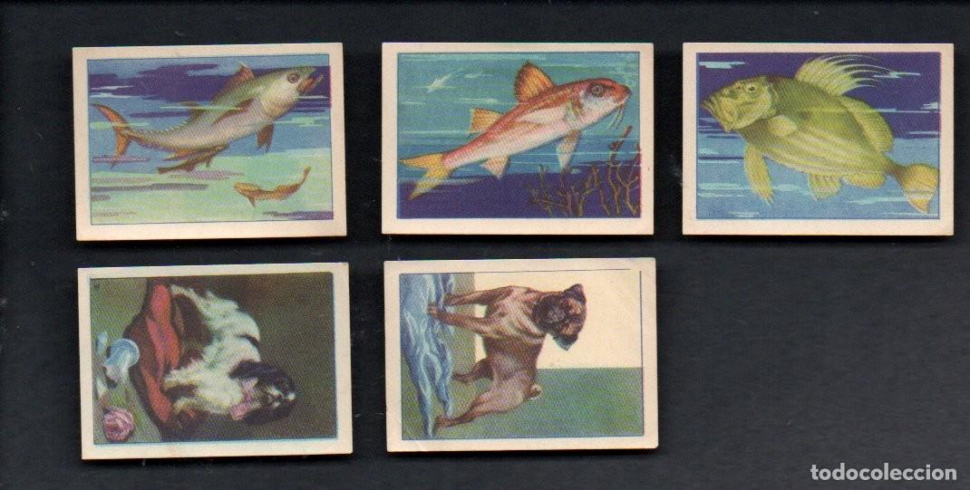 Coleccionismo cromos antiguos: ZOOLOGIA GRAFICA, SERIE 6 INCOMPLETA, A&Ntilde;OS 40 - OBSEQUIO CAJA DE AHORROS DE TARRASA. EDICION BARSAL
