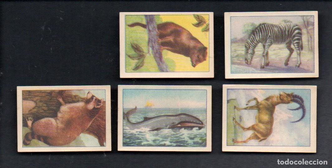 Coleccionismo cromos antiguos: ZOOLOGIA GRAFICA, SERIE 23 INCOMPLETA, A&Ntilde;OS 40 - OBSEQUIO CAJA DE AHORROS DE TARRASA. EDICION BARSAL