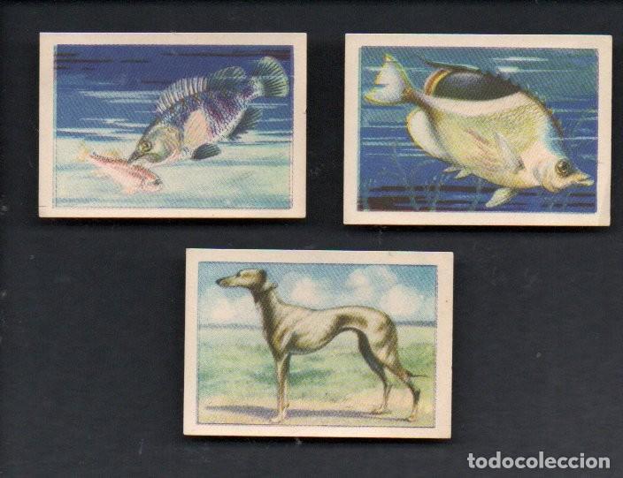 Coleccionismo cromos antiguos: ZOOLOGIA GRAFICA, SERIE 4 INCOMPLETA, A&Ntilde;OS 40 - OBSEQUIO CAJA DE AHORROS DE TARRASA. EDICION BARSAL