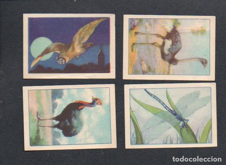 Coleccionismo cromos antiguos: ZOOLOGIA GRAFICA, SERIE 16 INCOMPLETA, A&Ntilde;OS 40 - OBSEQUIO CAJA DE AHORROS DE TARRASA. EDICION BARSAL