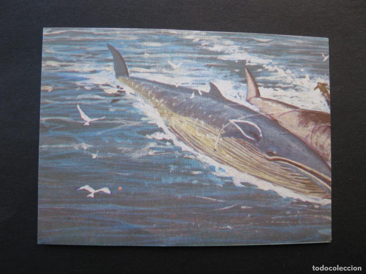 Coleccionismo cromos antiguos: EL LIBRO DE LAS ADIVINANZAS - CROMO N&ordm; 252 - BALLENAS REMOLCADAS - BIMBO - NUNCA PEGADO.