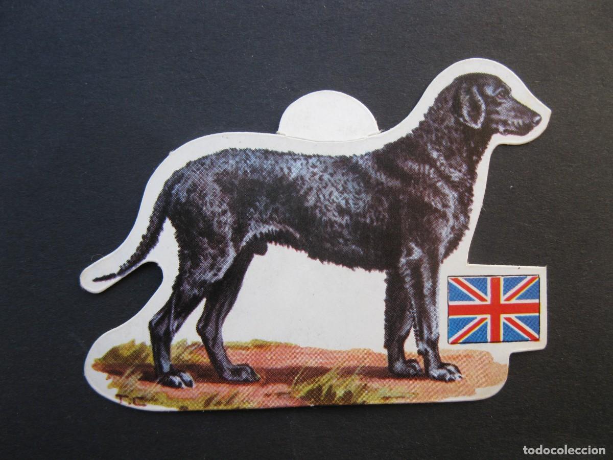 Coleccionismo cromos antiguos: LOS PERROS, SUS RAZAS Y SU ORIGEN - CROMO N&ordm; 40 - RETRIEVER DE PELO RIZADO - PANRICO - NUNCA PEGADO.