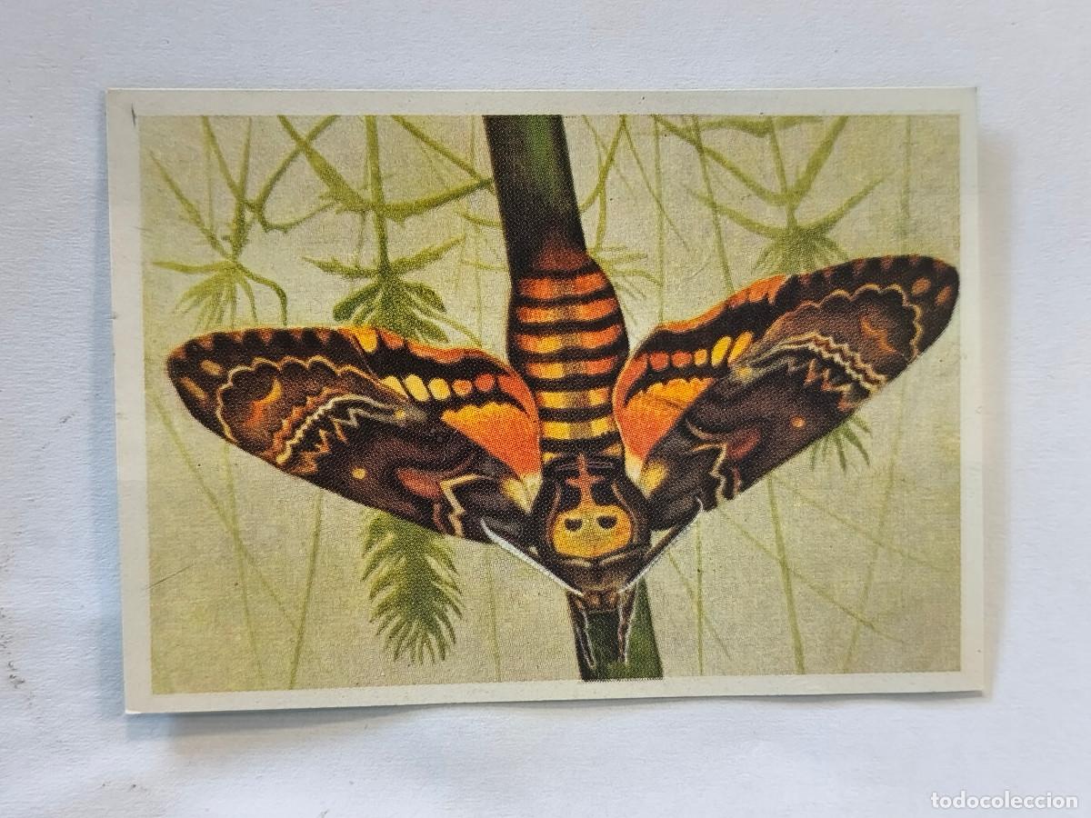 Coleccionismo cromos antiguos: CROMO FELIZ EL AMIGO DE LOS ANIMALES - 225 ESFINGE CALAVERA - Nunca Pegado