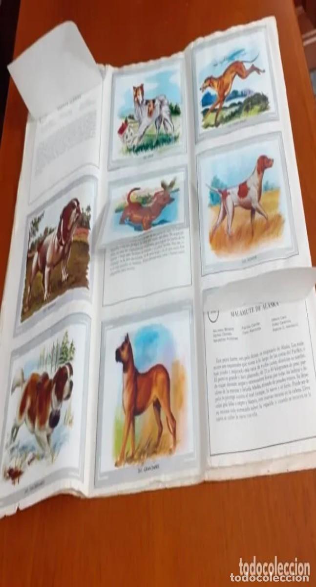 Sammeln alte Sammelbilder: Paginas 11 a 34 del Album Vida y color completas ,con todos los cromos (230) pegados la mayoria solo