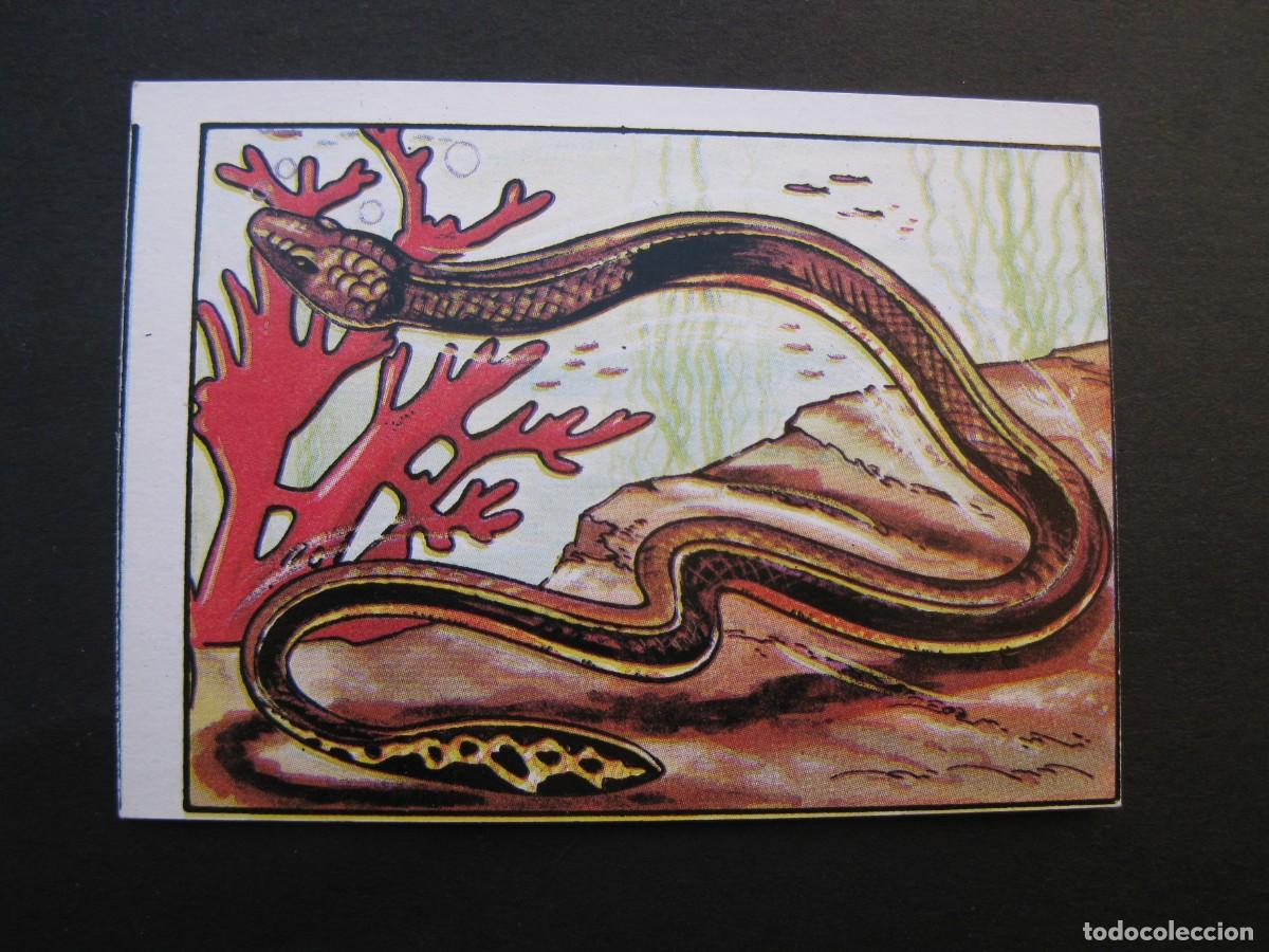 Coleccionismo cromos antiguos: LOS RECORDS - CROMO N&ordm; 43 - LA SERPIENTE M&Aacute;S VENENOSA - CROMOS ROS - NUNCA PEGADO.