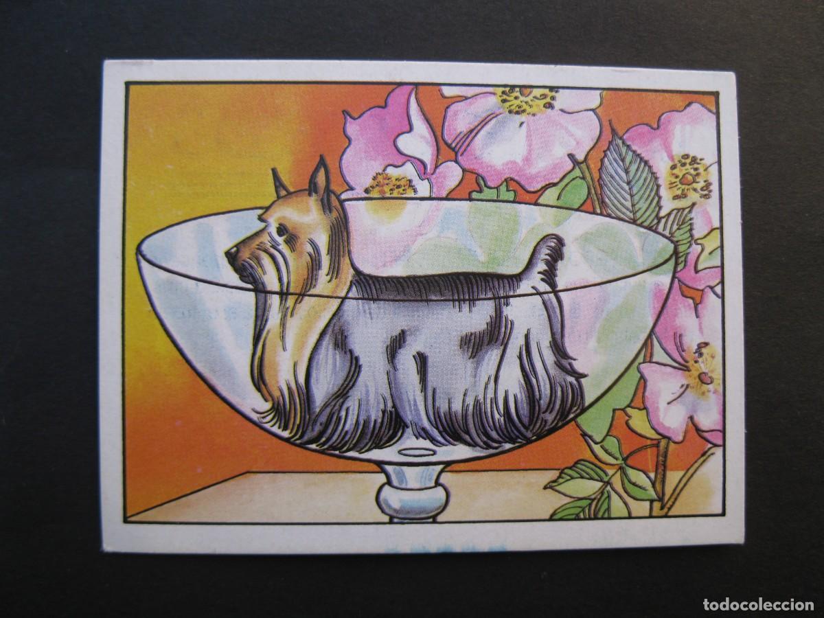 Coleccionismo cromos antiguos: LOS RECORDS - CROMO N&ordm; 29 - EL PERRO M&Aacute;S PEQUE&Ntilde;O - CROMOS ROS - NUNCA PEGADO.