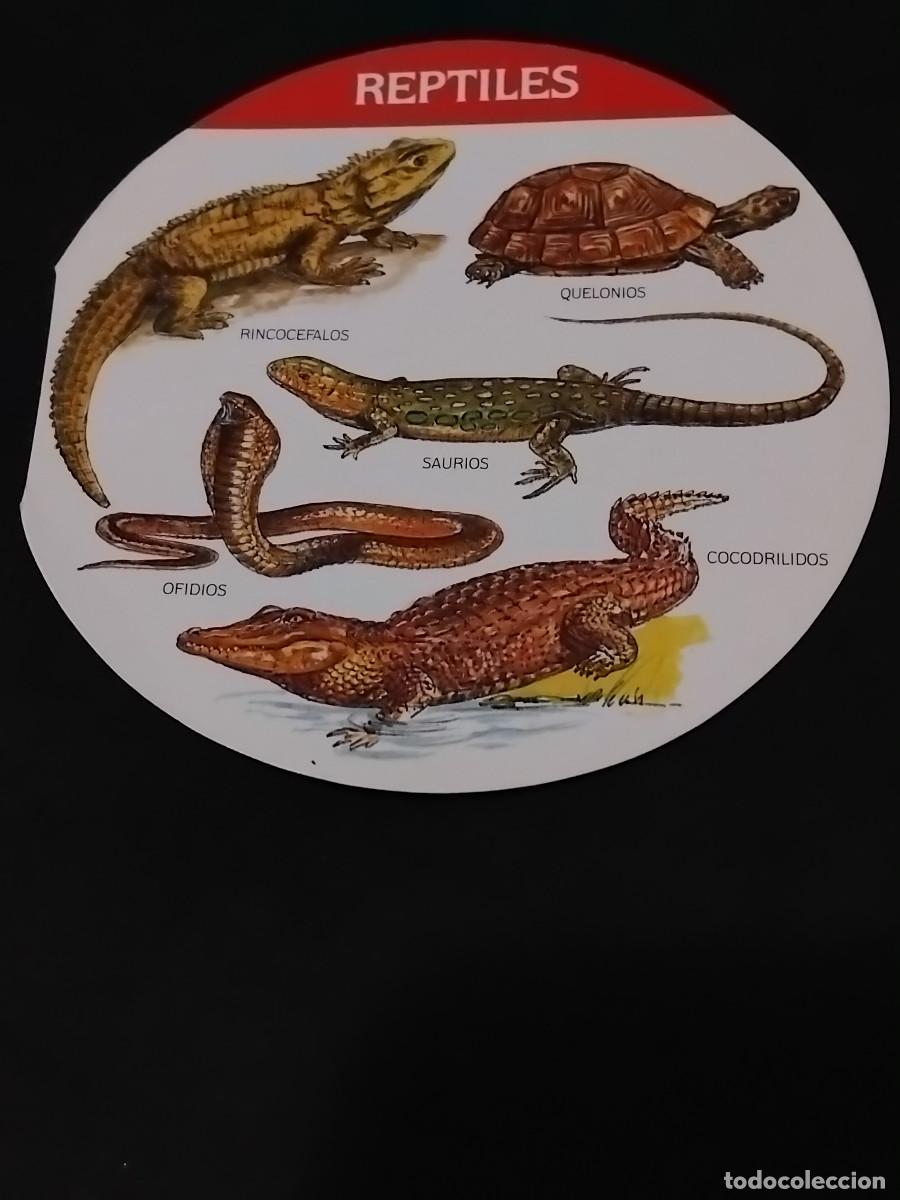 Coleccionismo cromos antiguos: REPTILES CROMO LA VACA QUE R&Iacute;E 1987 promoci&oacute;n CONOCE LOS ANIMALES cromos queso quesitos MUY RARO