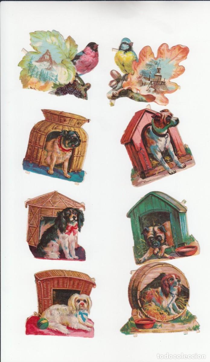 Coleccionismo cromos antiguos: 8 cromos de perros Chocolate MONCAU - Barcelona
