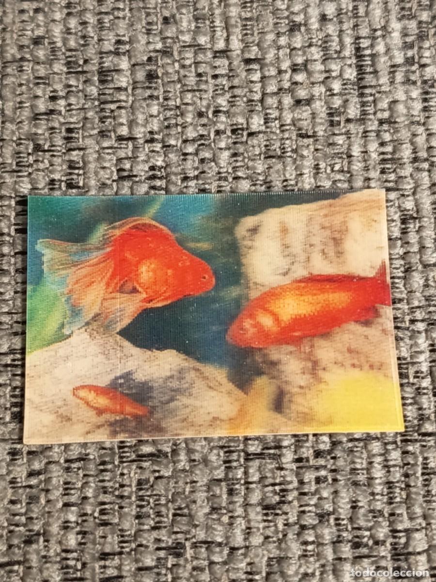 Colecionismo Cromos antigos: PANRICO ANTIGUO CROMO N&deg;43 PEZ DORADO ALBUM &rdquo; EL MUNDO DE LOS ANIMALES EN 3 DIMENSIONES &rdquo; SIN PEGAR