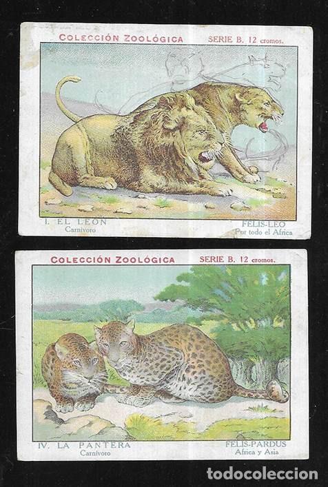 Colecionismo Cromos antigos: Cromo. Colecci&oacute;n Zool&oacute;gica serie B 12 cromos 2 ejemplares: I El Le&oacute;n y IV La Pantera. 1930