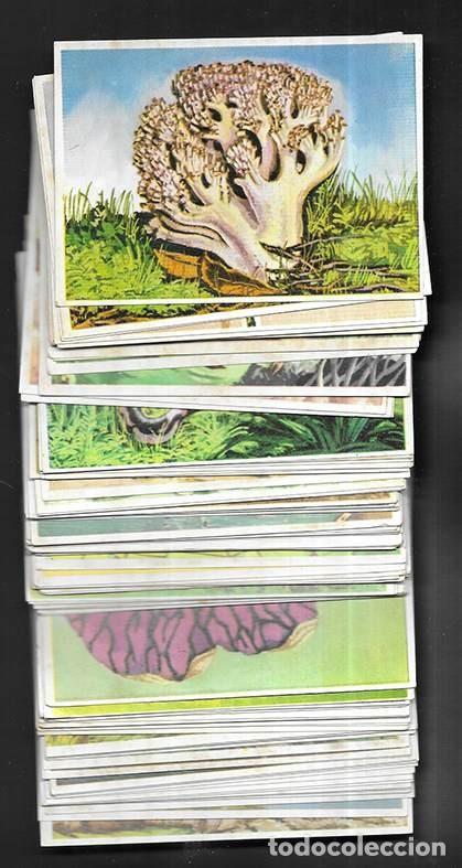 Collectable Antique Stickers: Cromo. Historia Natural editorial Bruguera Lote de 100 ejemplares. 1967