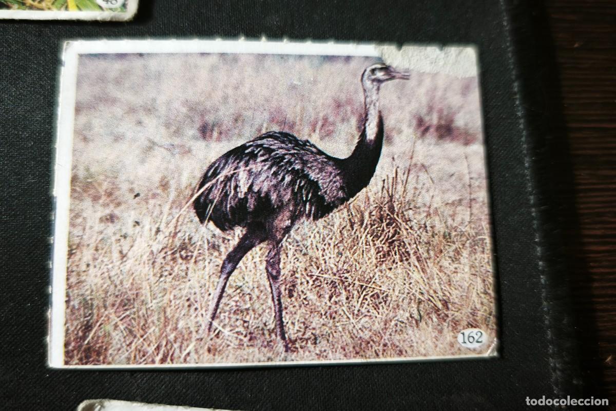 Colecionismo Cromos antigos: Cromo n&ordm; 162-Tele indiscreta estado normal