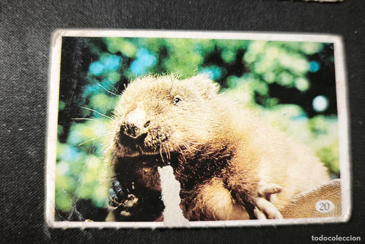 Colecionismo Cromos antigos: Cromo n&ordm; 20-Tele indiscreta estado normal