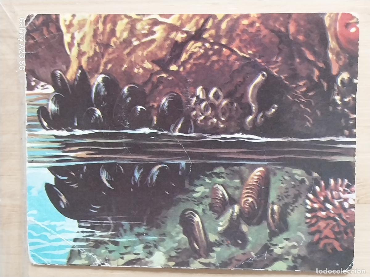 Collectionnisme Cartes &agrave; collectionner anciennes: HISTORIA DE ESPA&Ntilde;A A&Ntilde;O 1974 ED FERRE OLSINA CROMO 39 MEJILLONES SIN PEGAR NUNCA 9.4X7.2CM