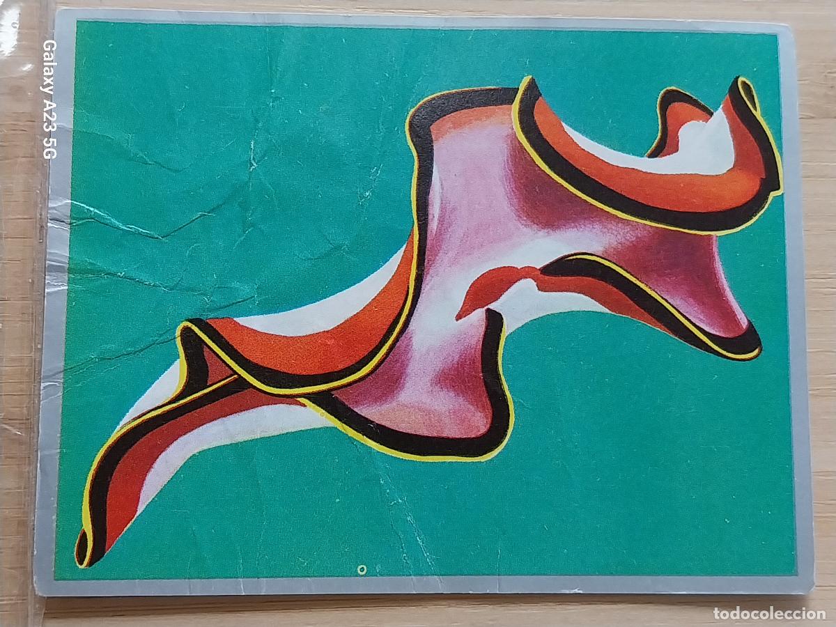 Coleccionismo cromos antiguos: PSEUDOCEROS GUSANO ZOOLOGIA Y BOTANICA ED MAGA A&Ntilde;O 1969 CROMO 12 SIN PEGAR NUNCA 9X7CMS