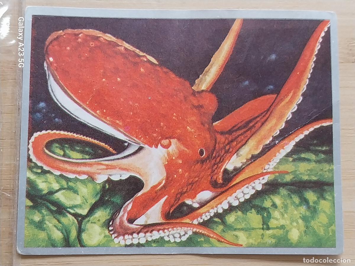 Coleccionismo cromos antiguos: CEFALOPODO PULPO ZOOLOGIA Y BOTANICA ED MAGA A&Ntilde;O 1969 CROMO 23 SIN PEGAR NUNCA 9X7CMS