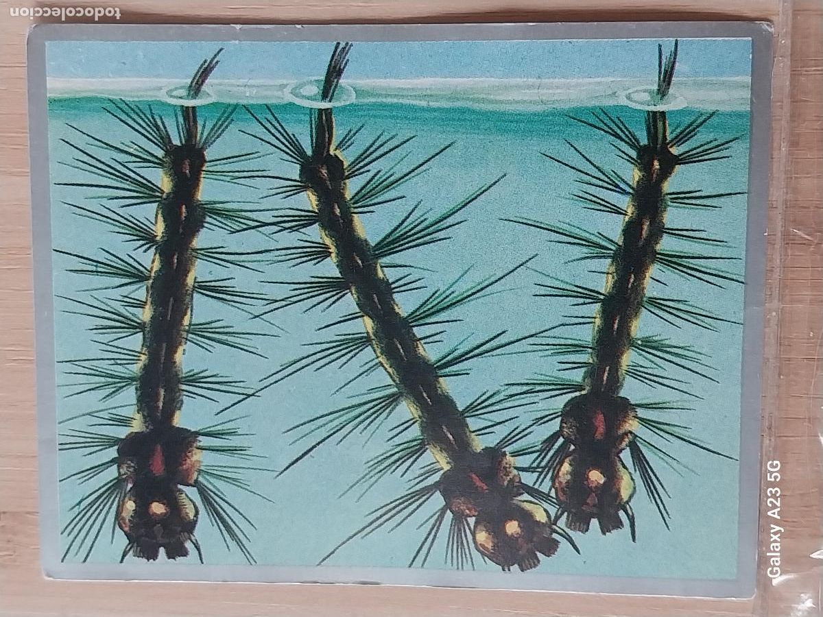 Coleccionismo cromos antiguos: LARVAS MOSQUITOS ZOOLOGIA Y BOTANICA ED MAGA A&Ntilde;O 1969 CROMO 38 SIN PEGAR NUNCA 9X7CMS