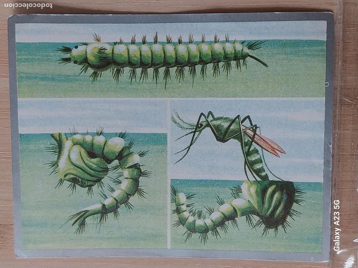 Coleccionismo cromos antiguos: ANOPHELES ZOOLOGIA Y BOTANICA ED MAGA A&Ntilde;O 1969 CROMO 39 SIN PEGAR NUNCA 9X7CMS