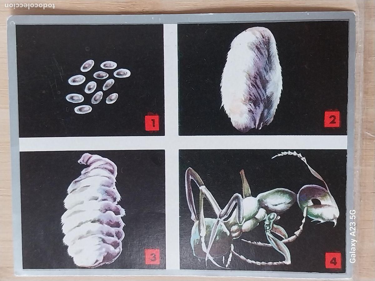 Coleccionismo cromos antiguos: HORMIGA CICLO VIDA ZOOLOGIA Y BOTANICA ED MAGA A&Ntilde;O 1969 CROMO 41 SIN PEGAR NUNCA 9X7CMS