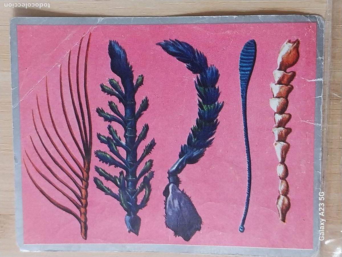 Coleccionismo cromos antiguos: ANTENAS INSECTOS VIDA ZOOLOGIA Y BOTANICA ED MAGA A&Ntilde;O 1969 CROMO 57 SIN PEGAR NUNCA 9X7CMS