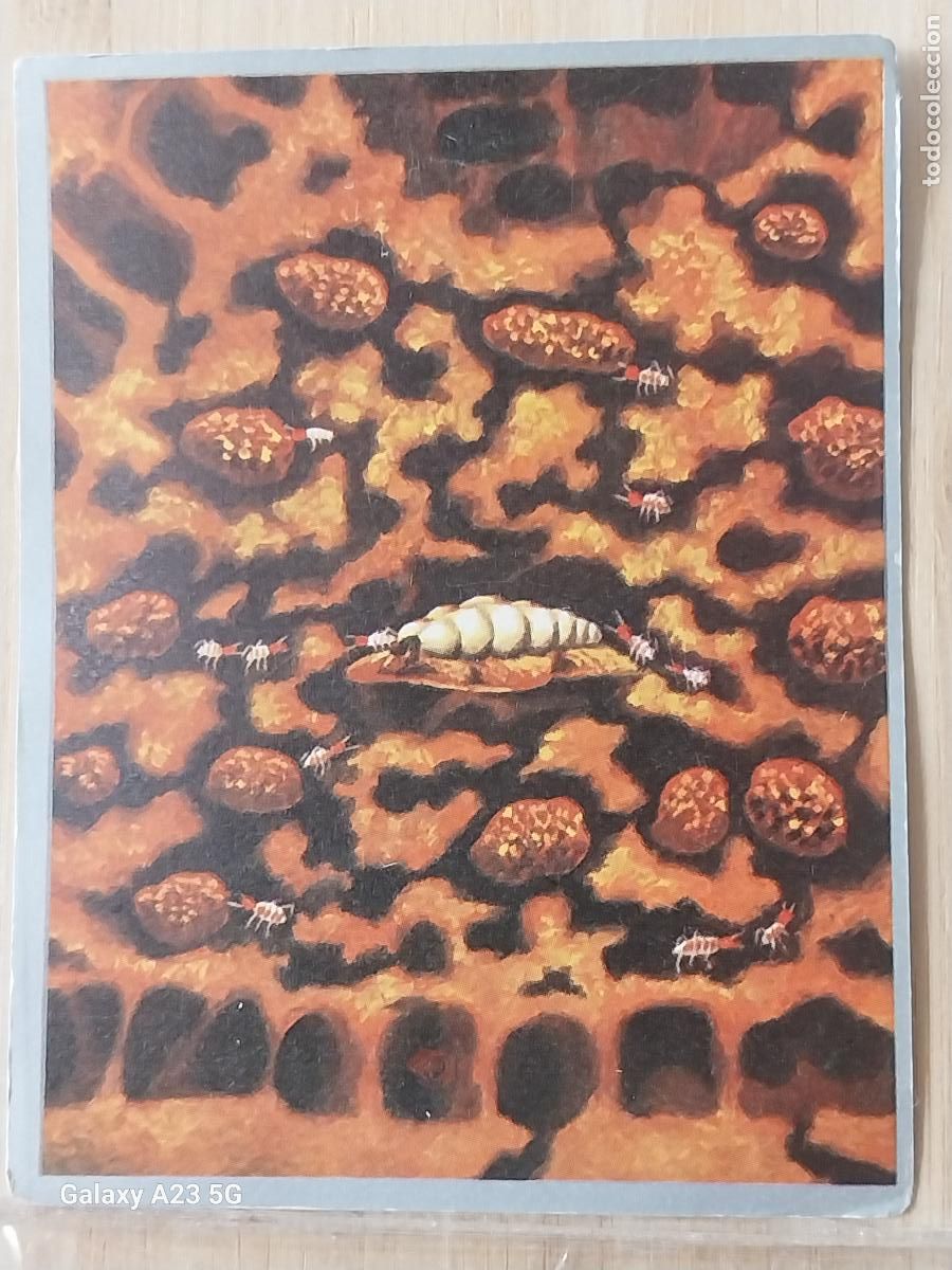 Coleccionismo cromos antiguos: TERMITAS VIDA ZOOLOGIA Y BOTANICA ED MAGA A&Ntilde;O 1969 CROMO 64 SIN PEGAR NUNCA 9X7CMS