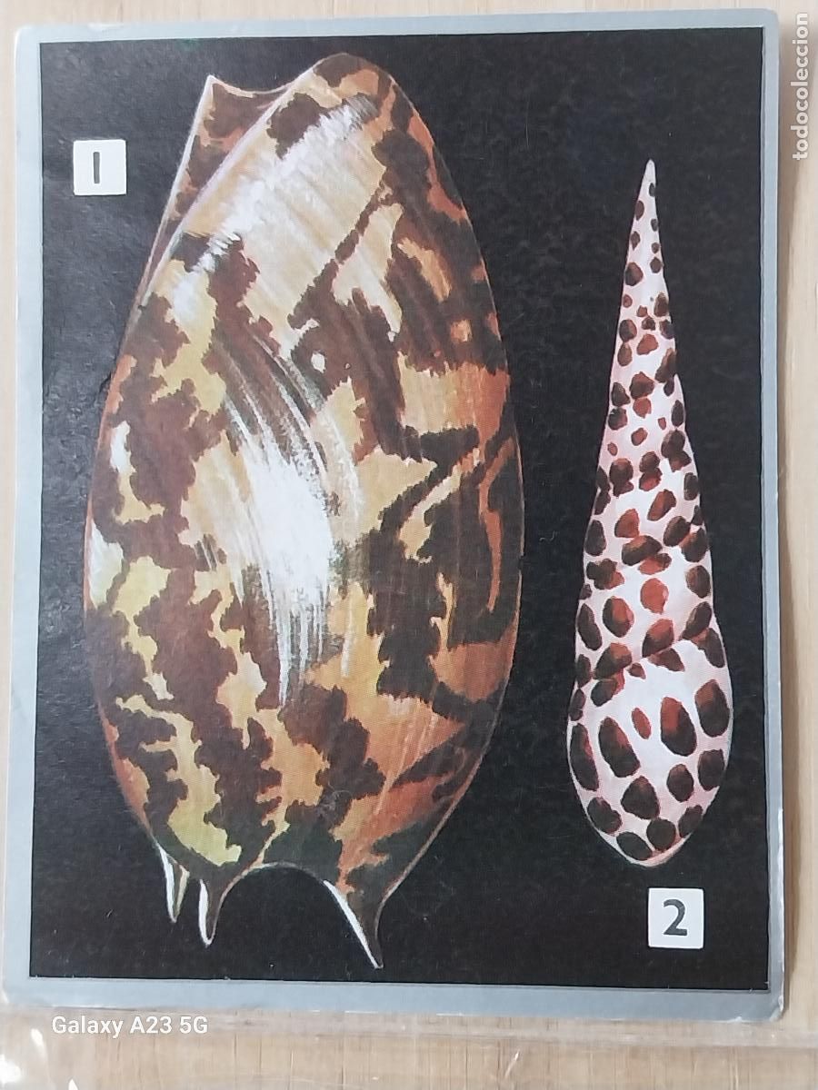 Coleccionismo cromos antiguos: CONCHAS MOLUSCOS ZOOLOGIA Y BOTANICA ED MAGA A&Ntilde;O 1969 CROMO 107 SIN PEGAR NUNCA 9X7CMS