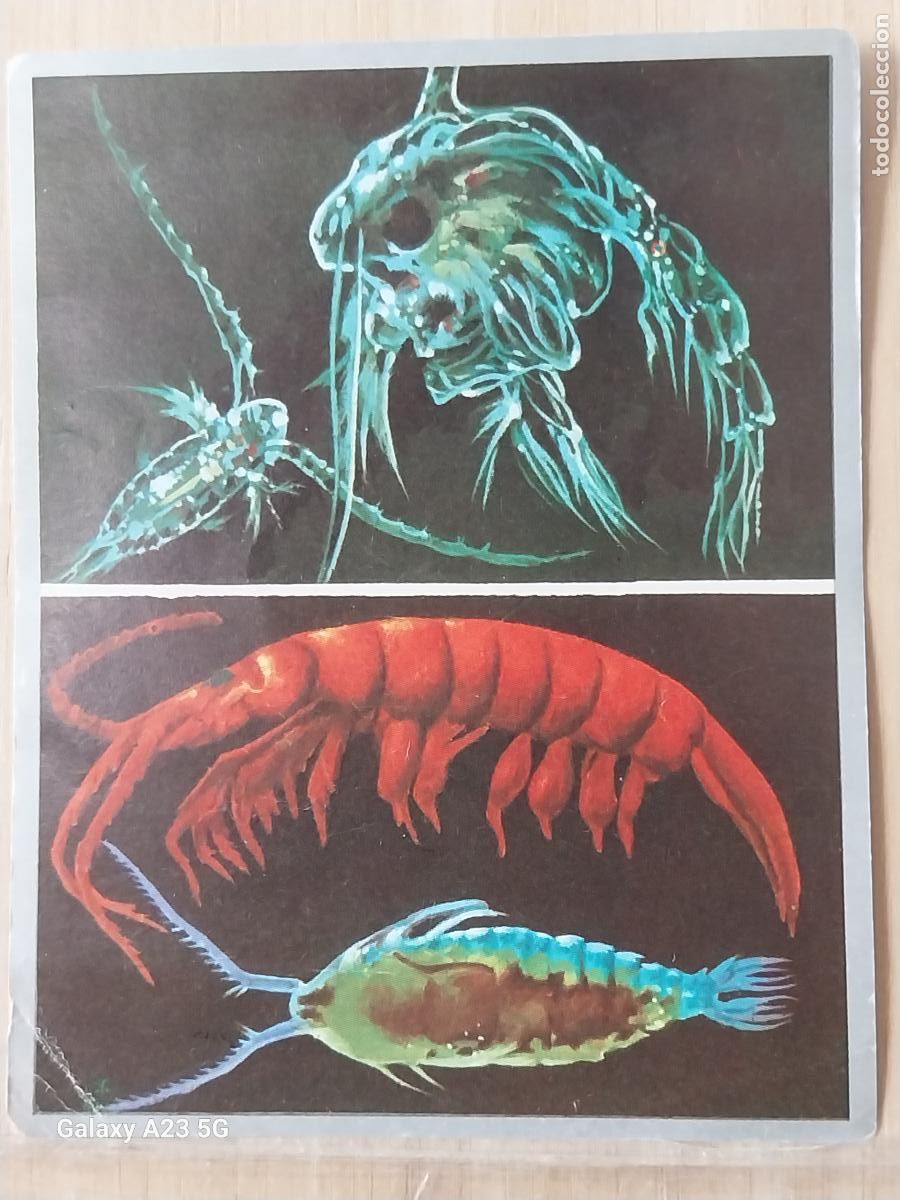 Collezionismo Figurine antiche: PLANCTON ZOOLOGIA Y BOTANICA ED MAGA A&Ntilde;O 1969 CROMO 110 SIN PEGAR NUNCA 9X7CMS
