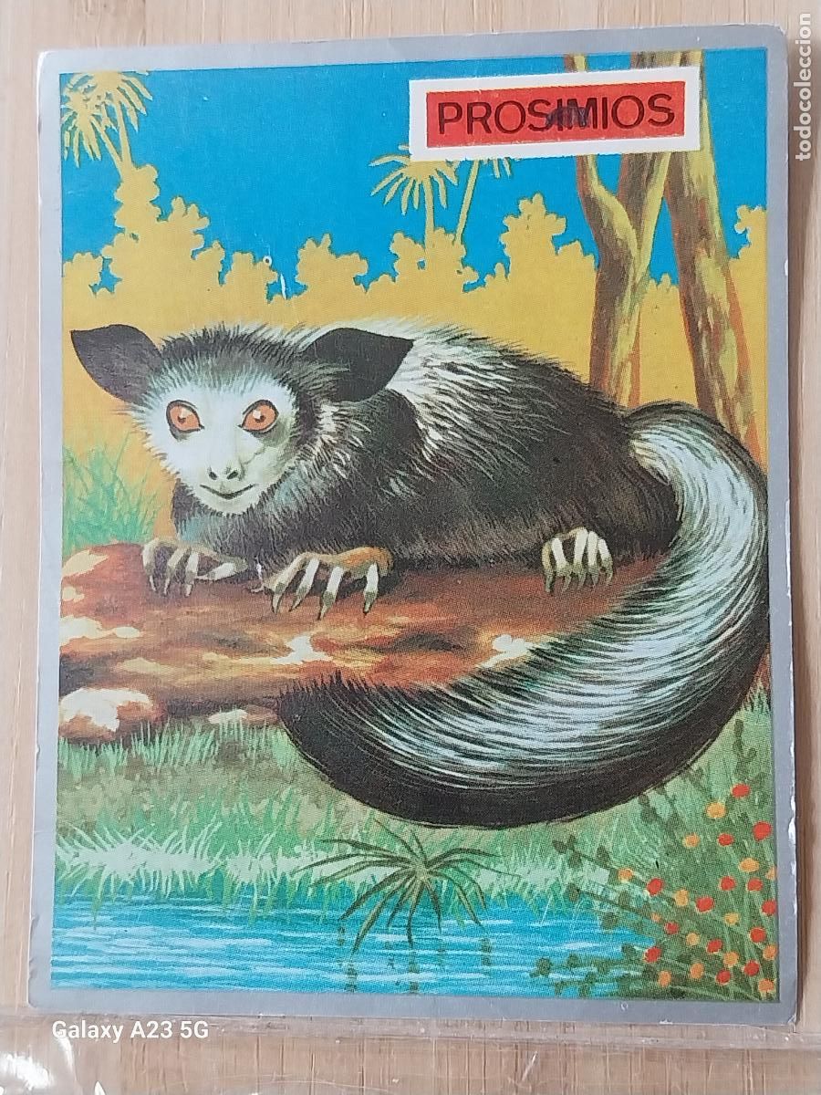 Collectionnisme Cartes &agrave; collectionner anciennes: PROSIMIOS ZOOLOGIA Y BOTANICA ED MAGA A&Ntilde;O 1969 CROMO 136 SIN PEGAR NUNCA 9X7CMS