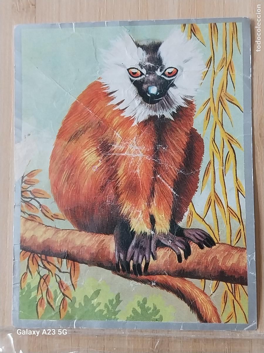 Collectionnisme Cartes &agrave; collectionner anciennes: MAKI NEGRO ZOOLOGIA Y BOTANICA ED MAGA A&Ntilde;O 1969 CROMO 137 SIN PEGAR NUNCA 9X7CMS