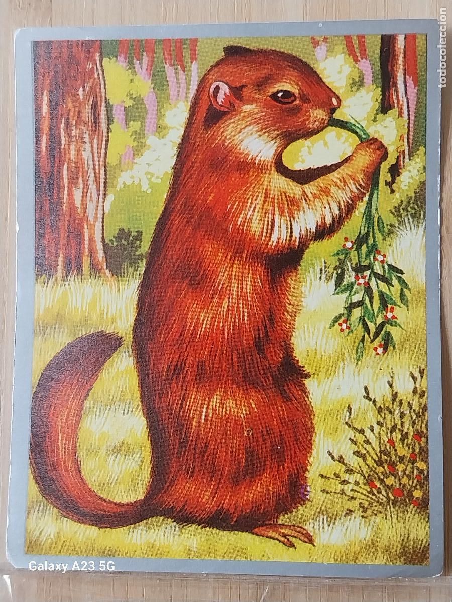Collectionnisme Cartes &agrave; collectionner anciennes: MARMOTA ROEDORES ZOOLOGIA Y BOTANICA ED MAGA A&Ntilde;O 1969 CROMO 146 SIN PEGAR NUNCA 9X7CMS