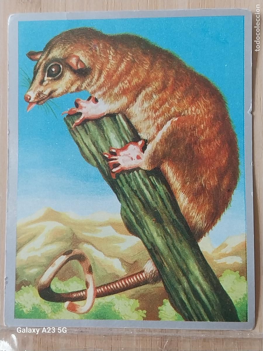 Coleccionismo cromos antiguos: FILANDRO O MICUR&Eacute; ZOOLOGIA Y BOTANICA ED MAGA A&Ntilde;O 1969 CROMO 162 SIN PEGAR NUNCA 9X7CMS