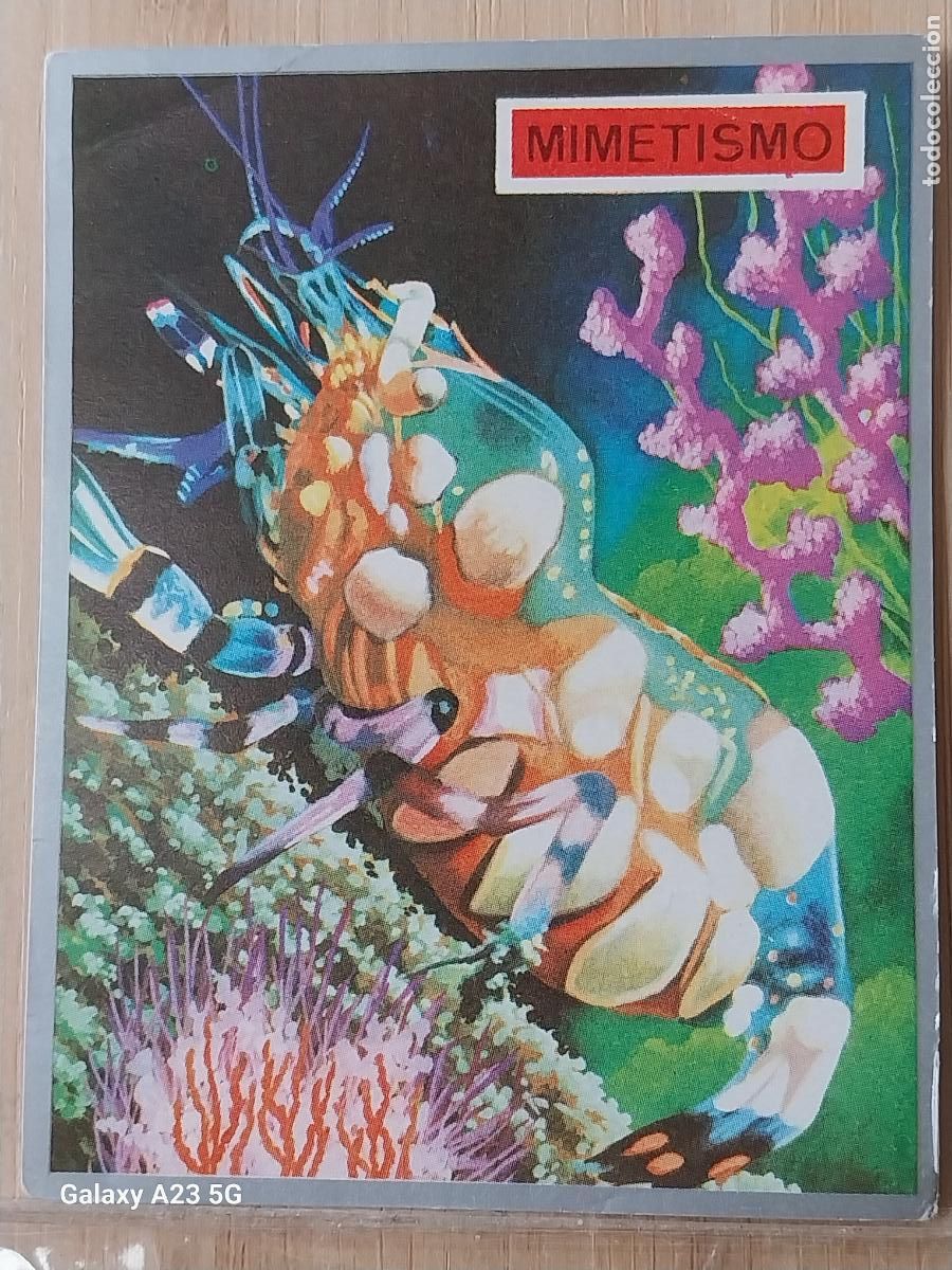 Coleccionismo cromos antiguos: CAMAR&Oacute;N AN&Eacute;MONE ZOOLOGIA Y BOTANICA ED MAGA A&Ntilde;O 1969 CROMO 178 SIN PEGAR NUNCA 9X7CMS