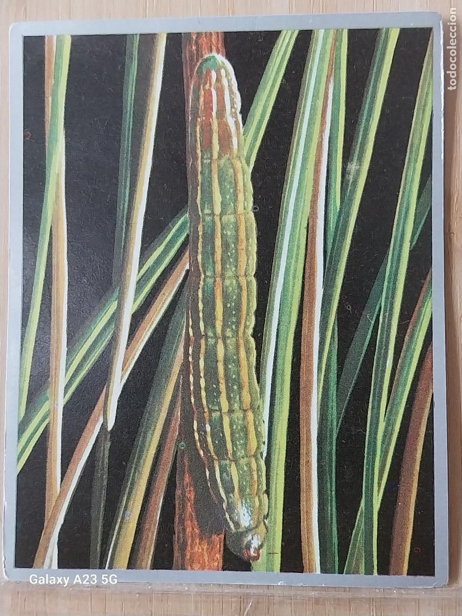 Sammeln alte Sammelbilder: N&Uacute;CTUA DEL PINO ORUGA ZOOLOGIA Y BOTANICA ED MAGA A&Ntilde;O 1969 CROMO 180 SIN PEGAR NUNCA 9X7CMS