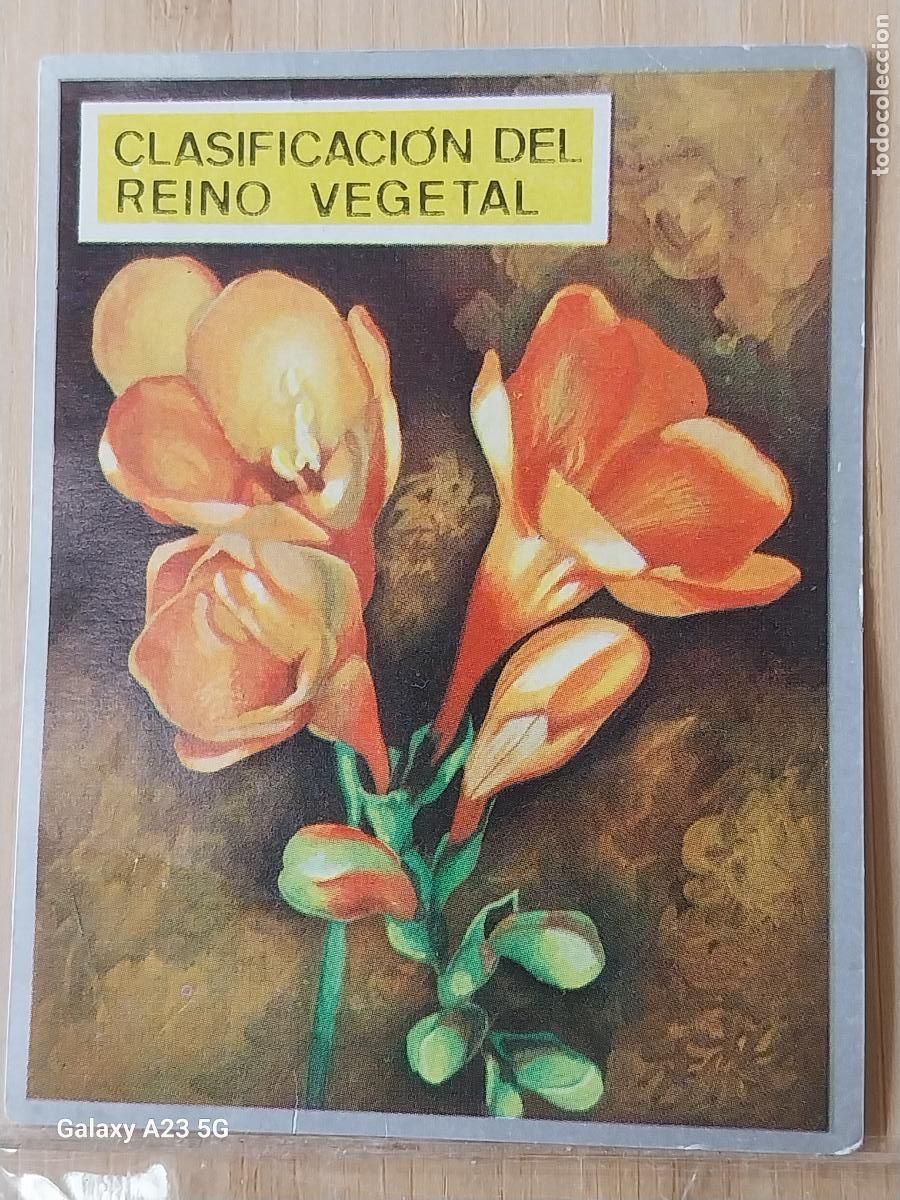 Sammeln alte Sammelbilder: REINO VEGETAL CLASIFICACION ZOOLOGIA Y BOTANICA ED MAGA A&Ntilde;O 1969 CROMO 206 SIN PEGAR NUNCA 9X7CMS