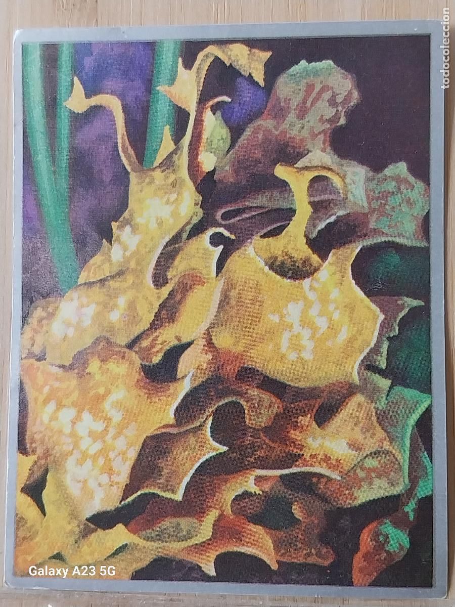 Sammeln alte Sammelbilder: TALOFILAS ZOOLOGIA Y BOTANICA ED MAGA A&Ntilde;O 1969 CROMO 209 SIN PEGAR NUNCA 9X7CMS