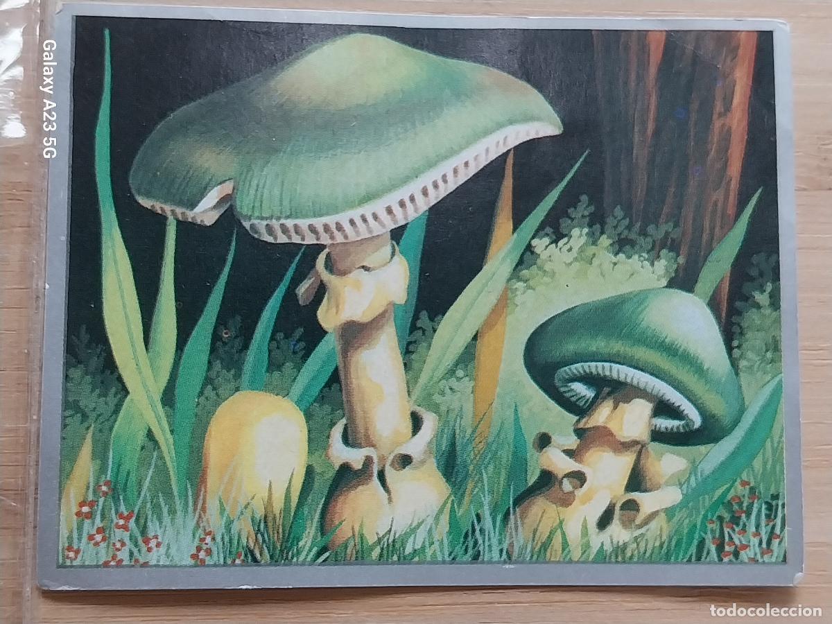 Sammeln alte Sammelbilder: HONGOS SPONGOS ZOOLOGIA Y BOTANICA ED MAGA A&Ntilde;O 1969 CROMO 211 SIN PEGAR NUNCA 9X7CMS