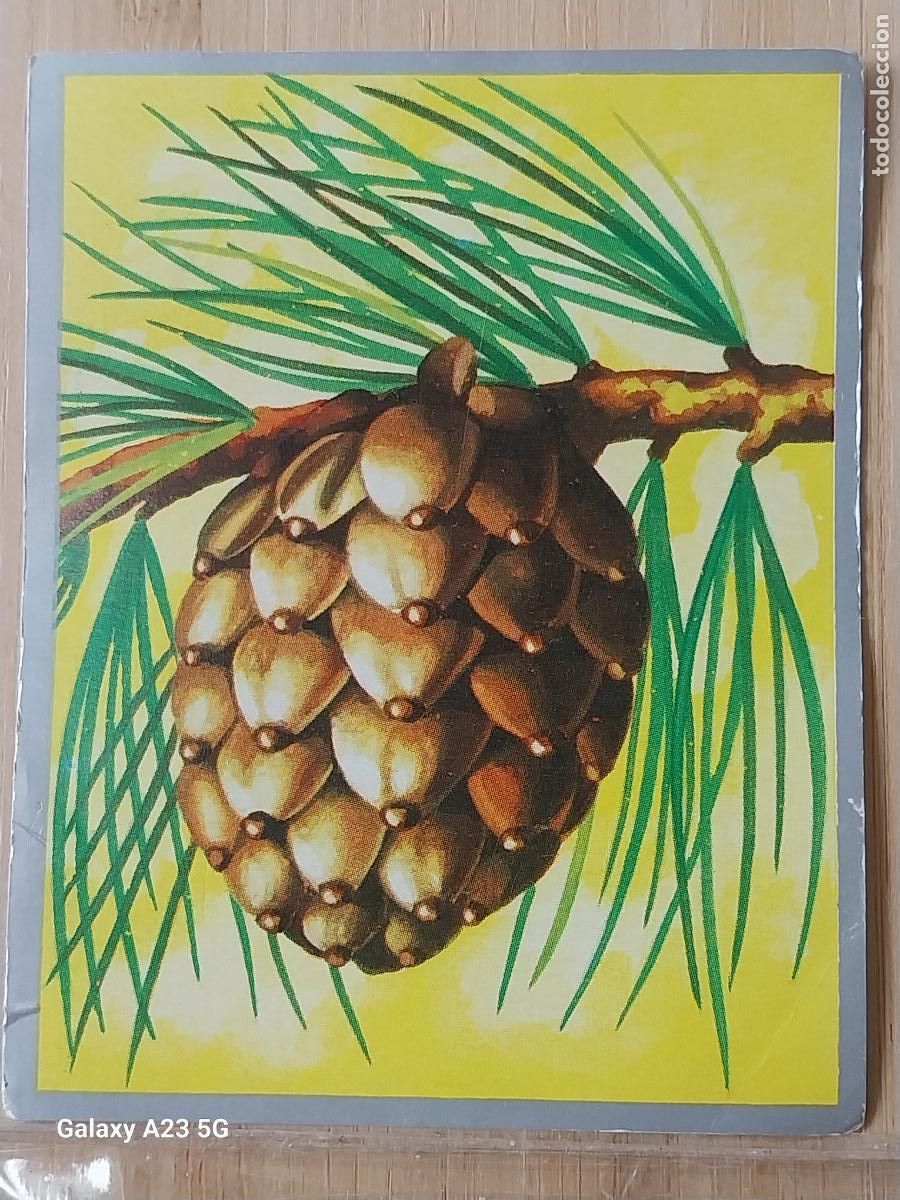 Coleccionismo cromos antiguos: FANER&Oacute;GAMAS PINO ZOOLOGIA Y BOTANICA ED MAGA A&Ntilde;O 1969 CROMO 215 SIN PEGAR NUNCA 9X7CMS
