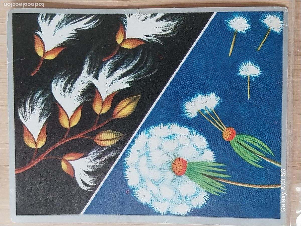 Coleccionismo cromos antiguos: DISEMINACION ANEM&Oacute;FILA ZOOLOGIA Y BOTANICA ED MAGA A&Ntilde;O 1969 CROMO 229 SIN PEGAR NUNCA 9X7CMS