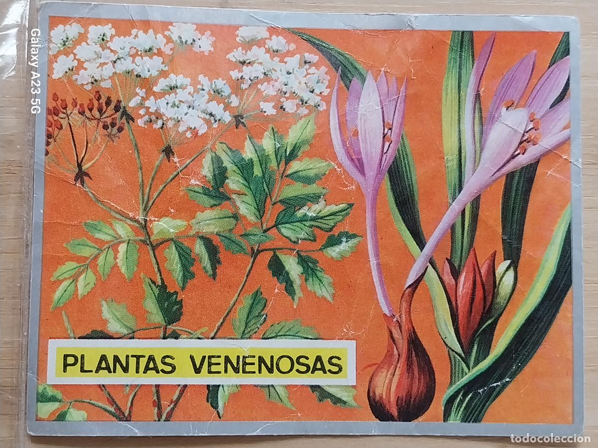 Coleccionismo cromos antiguos: CICUTA Y C&Oacute;LQUICO ZOOLOGIA Y BOTANICA ED MAGA A&Ntilde;O 1969 CROMO 240 SIN PEGAR NUNCA 9X7CMS