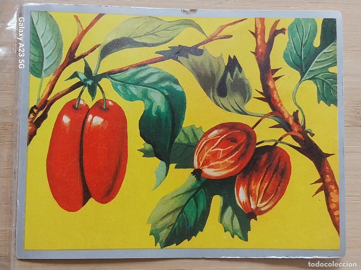 Coleccionismo cromos antiguos: CEREZA GORDAL ZOOLOGIA Y BOTANICA ED MAGA A&Ntilde;O 1969 CROMO 260 SIN PEGAR NUNCA 9X7CMS