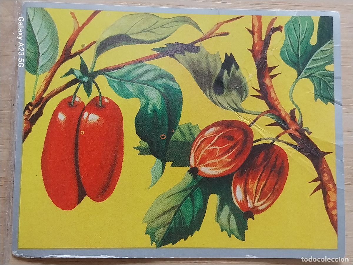 Collectable Antique Stickers: CEREZA GORDAL + ZOOLOGIA Y BOTANICA ED MAGA A&Ntilde;O 1969 CROMO 260 SIN PEGAR NUNCA 9X7CMS