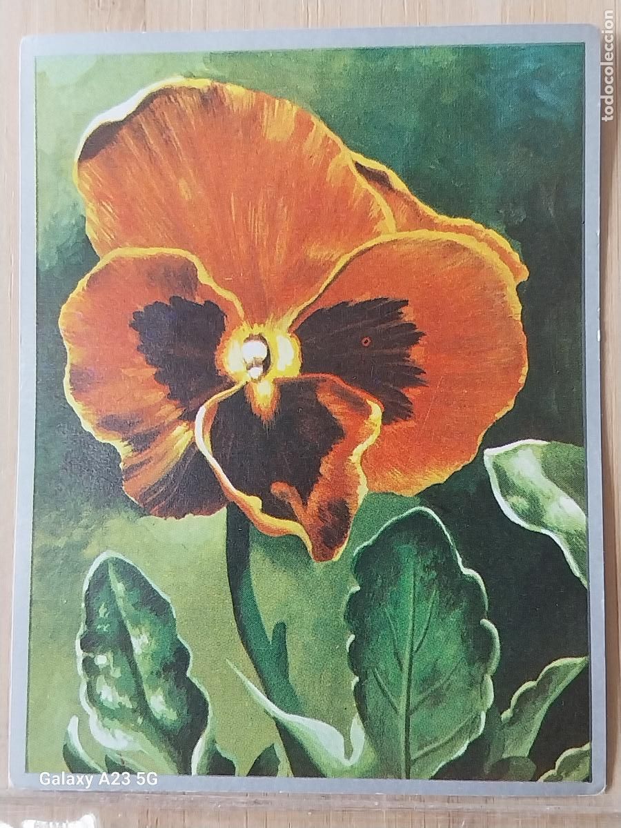 Collectable Antique Stickers: PENSAMIENTO + ZOOLOGIA Y BOTANICA ED MAGA A&Ntilde;O 1969 CROMO 262 SIN PEGAR NUNCA 9X7CMS
