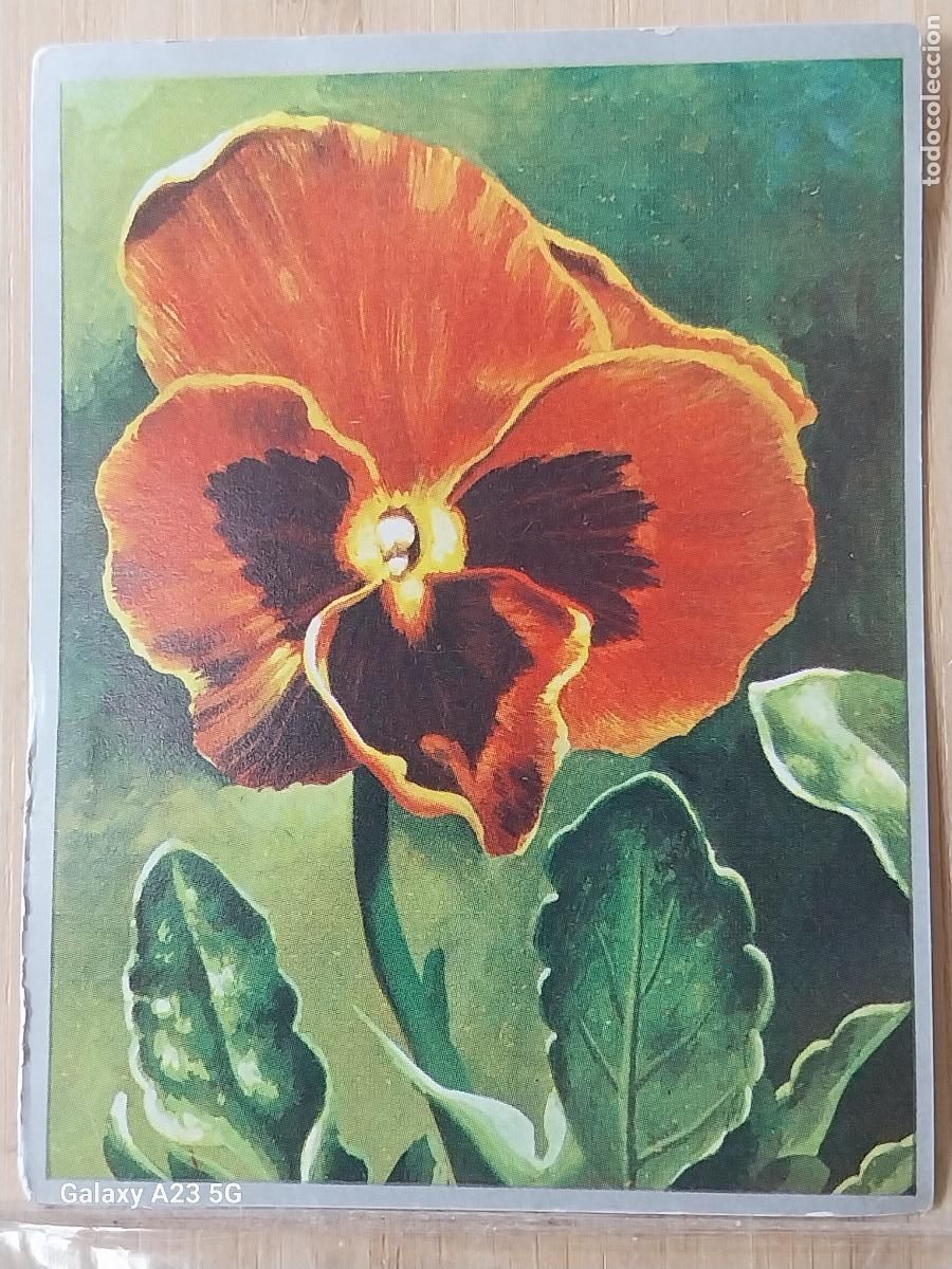 Collectable Antique Stickers: PENSAMIENTO ZOOLOGIA Y BOTANICA ED MAGA A&Ntilde;O 1969 CROMO 262 SIN PEGAR NUNCA 9X7CMS