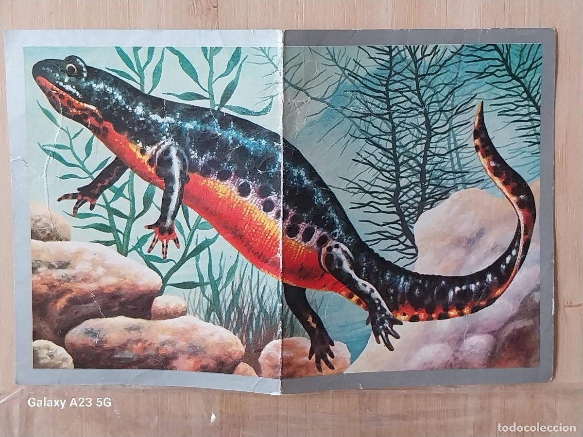Collectionnisme Cartes &agrave; collectionner anciennes: TRITON DE LOS ALPES ZOOLOGIA Y BOTANICA ED MAGA A&Ntilde;O 1969 CROMO 163 SIN PEGAR NUNCA 9X7CMS