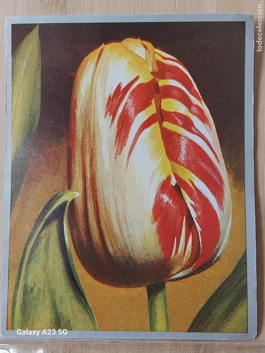 Sammeln alte Sammelbilder: TULIPAN ** ZOOLOGIA Y BOTANICA ED MAGA A&Ntilde;O 1969 CROMO 264 SIN PEGAR NUNCA 9X7CMS